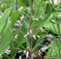 tall stems with narrow leaves and pinkish flowers