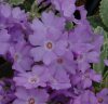 Show product details for Primula marginata Barbara Clough