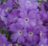 Lilac lavender flowers with a white eye