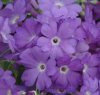 Show product details for Primula marginata Kesselring's Variety