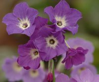 Attractive open bell-like flowers with a fabulous scent.