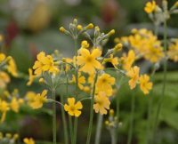 Bright canary yellow flowers on short stems.