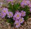 Show product details for Primula fasciculata CLD345