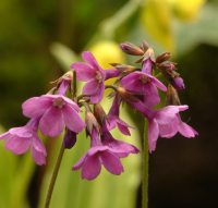 Primula geraniifolia