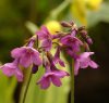 Show product details for Primula geraniifolia