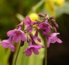 Primula geraniifolia