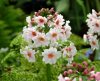 Show product details for Primula japonica Appleblossom