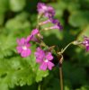 Show product details for Primula latisecta