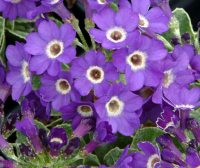 Nice deep purple flowers with a white eye.