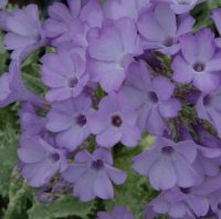 Good lilac lavender flowers