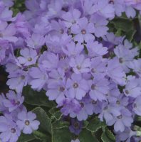 Lilac lavender flowers on dwarf plants.