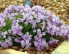 Primula marginata