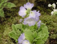 White hoope petticoat type flowers with strong blue shading