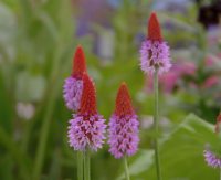 Rich pink flowers from red buds