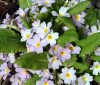 Primula vulgaris Si...