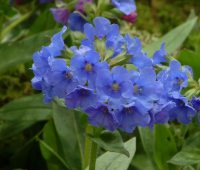 Rich blue flowers in bunches in early spring