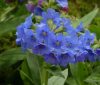 Show product details for Pulmonaria Blue Ensign