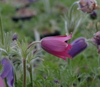 Gorgeous red bells over soft feathery foliage