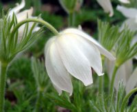 Beautiful pure white flowers