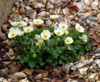 Clean white bowl shaped flowers over glossy green foliage in mounds.