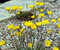 Lovely canary yellow buttercup like flowers