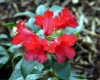Show product details for Rhododendron Bengal