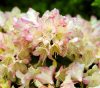 Show product details for Rhododendron Ginny Gee