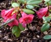 Show product details for Rhododendron Humming Bird
