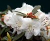 Dwarf Rhododendron ...