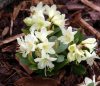 Show product details for Rhododendron Shamrock