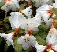 Rhododendron Snow Lady