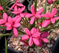 Rich cerise red flowers in masses