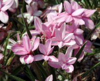 Strong pink with a central paler striped flowers