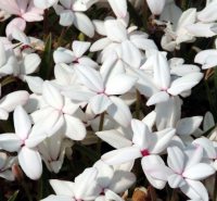 Lovely big clean white flowers