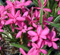 Strong pink flowers in abundance