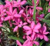 Rhodohypoxis Douglas