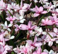 Big soft pink flowers