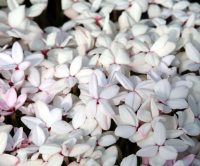 Nice big white flowers