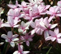 Nice big soft pink flowers