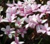 Show product details for Rhodohypoxis Fred Broome