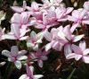 Rhodohypoxis Fred B...