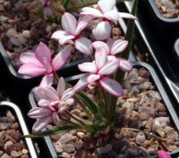 Pink to white two toned flowers