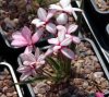 Show product details for Rhodohypoxis Harlequin