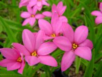 Strong cerise pink flowers