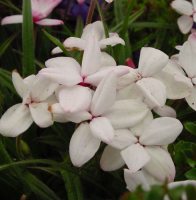 Big white flowers
