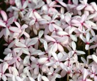 Pale pink flowers in masses
