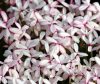Show product details for Rhodohypoxis Hinky Pinky