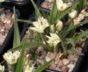 Show product details for Rhodohypoxis Lily Jean