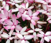 Two toned pink to cream flowers