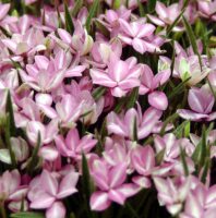 Big mid pink flowers in masses